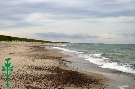 Baltijos jūros pakrantė prie Preilos