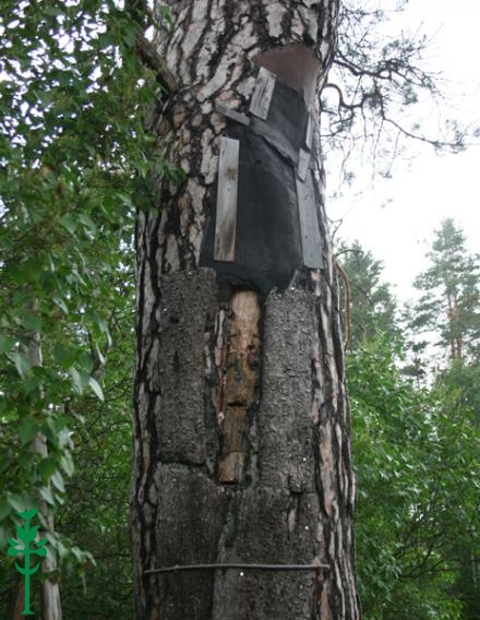 Bičių avilys medyje